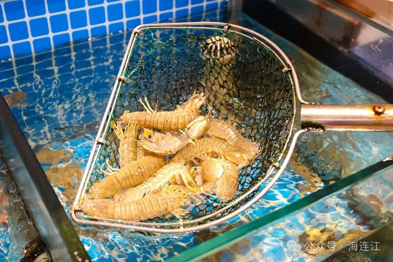 明档海鲜池和冰鲜区，鲍鱼、螃蟹、各类海鱼等自在游动，贝类错落堆叠。