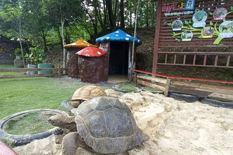 超治愈的萌宠乐园强势出圈，软萌羊驼、温顺梅花鹿、超大陆龟、灵动柯尔鸭、傲娇孔雀等超多小动物齐聚于此，可近距离投喂、互动合影，治愈感满满。