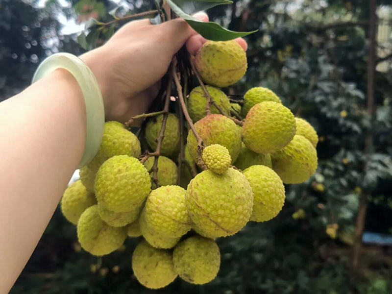 湖林乡：荔枝初上市 蓝竹领鲜正当时
