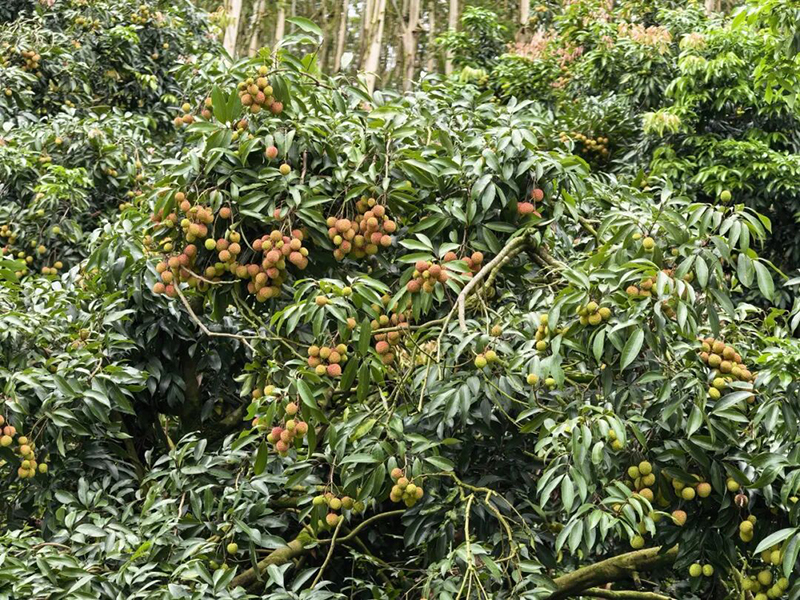 湖林乡：荔枝初上市 蓝竹领鲜正当时