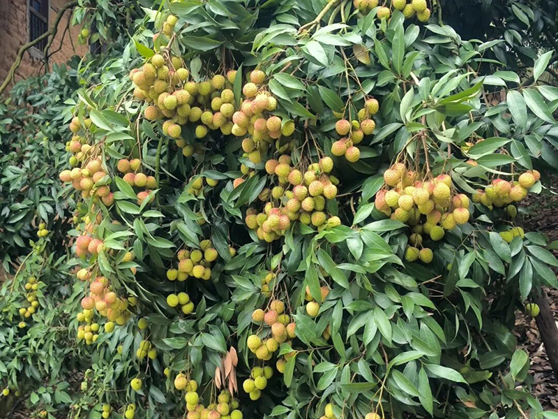 湖林乡：荔枝初上市 蓝竹领鲜正当时