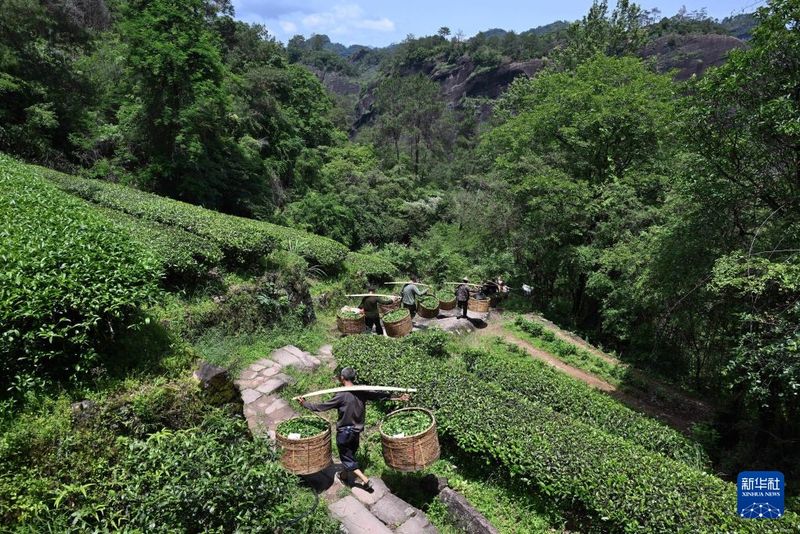 在武夷山岩茶核心产区，工人挑运茶青下山（2025年5月6日摄）。新华社记者 姜克红 摄