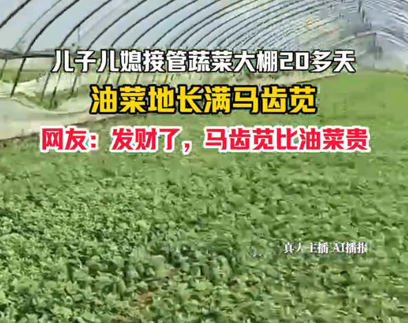 夫妻代管大棚误养出满地马齿苋 邀请周围邻居有需要自行采摘
