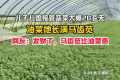 夫妻代管大棚误养出满地马齿苋 邀请周围邻居有需要自行采摘