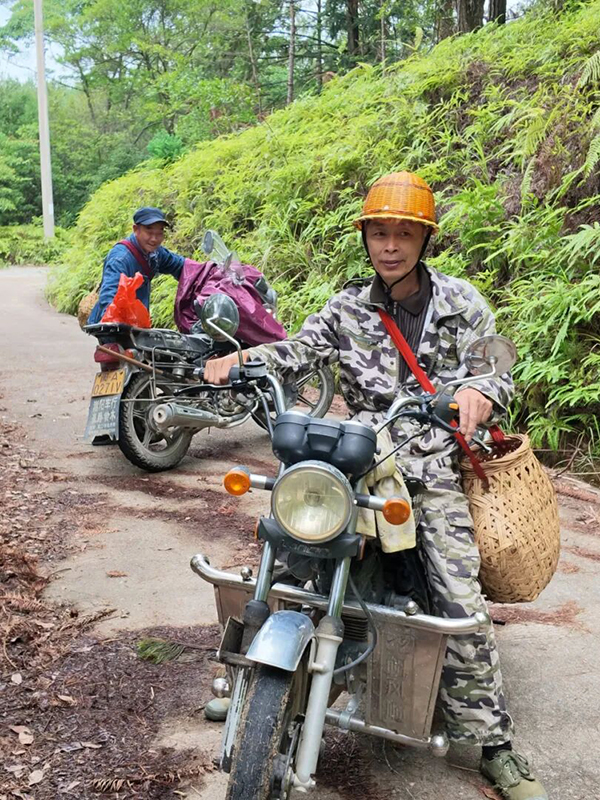 永泰麻菇对生长环境极为严苛，只扎根在无污染源、生态纯粹的原始松林中，依靠天然水土、雨露自然生长。