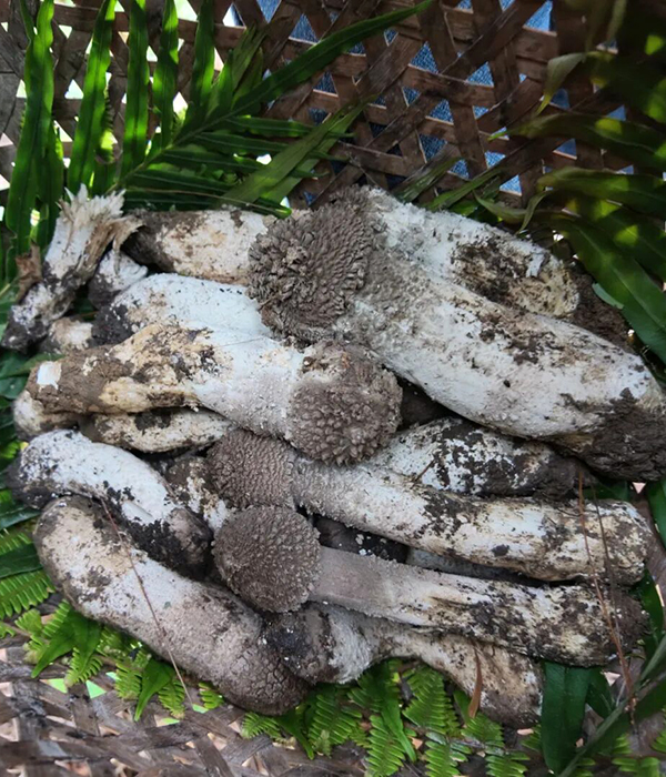 棕褐色伞帽温润厚实、洁白菌柄紧实饱满，凑近便能嗅到一股醇厚绵长的自然鲜香。