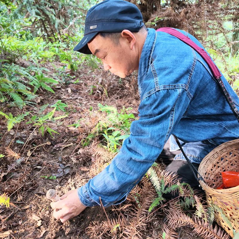 永泰嵩口、盖洋等乡镇的山林间得天独厚的自然环境孕育出珍稀山野珍味——永泰麻菇。