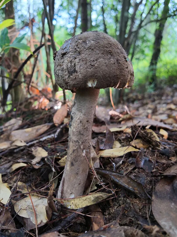 棕褐色伞帽温润厚实、洁白菌柄紧实饱满，凑近便能嗅到一股醇厚绵长的自然鲜香。
