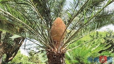 厦门植物园铁树又开花