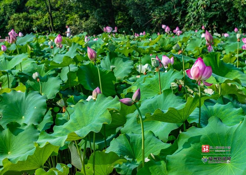 中考期间，今年福州市区首对并蒂莲花骨朵出现在金山公园。记者 包华 摄