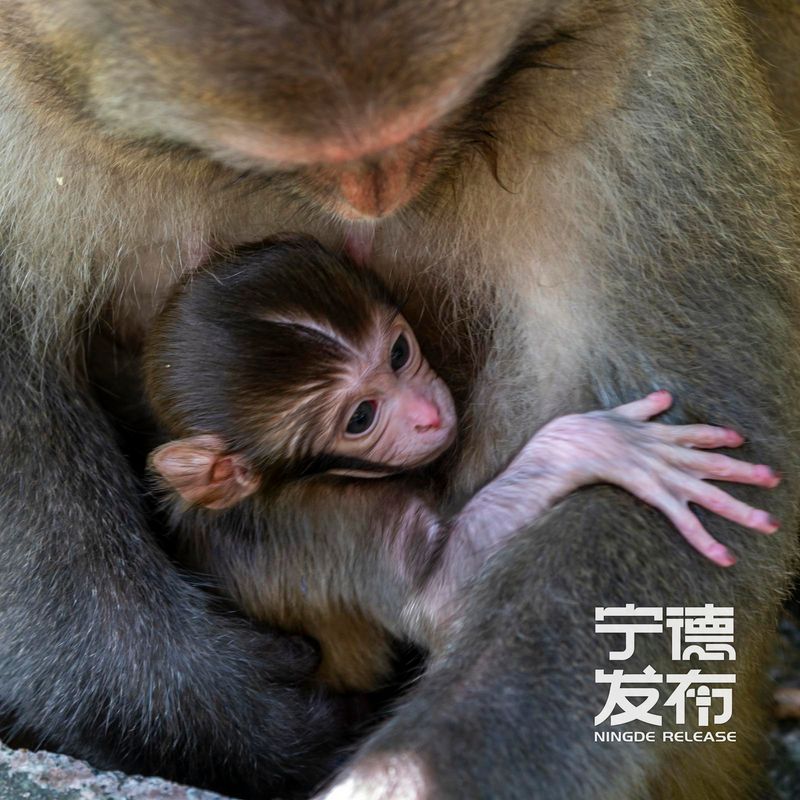 近期又有7只幼猴顺利降生并活跃于林间。这一景象不仅标志着当地野生动物保护工作取得显著成效，也为游客呈现了一幅人与自然和谐共生的生动画面。