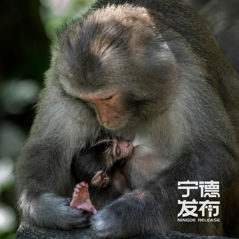 近期又有7只幼猴顺利降生并活跃于林间。这一景象不仅标志着当地野生动物保护工作取得显著成效，也为游客呈现了一幅人与自然和谐共生的生动画面。