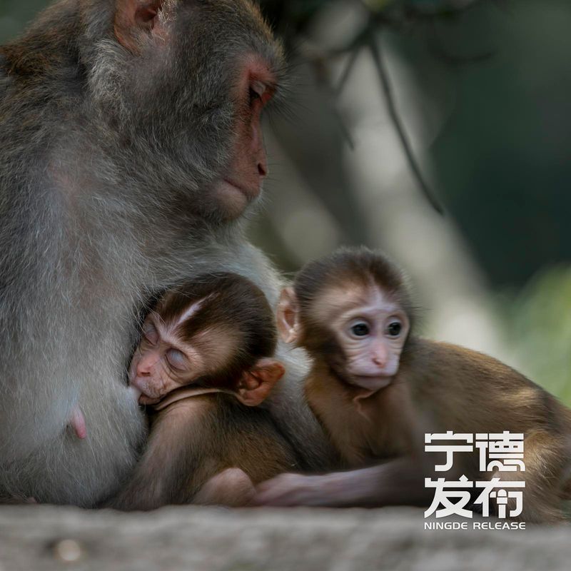 近期又有7只幼猴顺利降生并活跃于林间。这一景象不仅标志着当地野生动物保护工作取得显著成效，也为游客呈现了一幅人与自然和谐共生的生动画面。