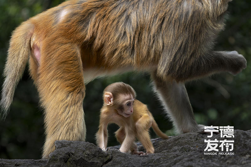 近期又有7只幼猴顺利降生并活跃于林间。这一景象不仅标志着当地野生动物保护工作取得显著成效，也为游客呈现了一幅人与自然和谐共生的生动画面。