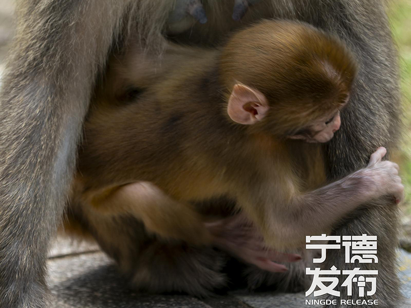 近期又有7只幼猴顺利降生并活跃于林间。这一景象不仅标志着当地野生动物保护工作取得显著成效，也为游客呈现了一幅人与自然和谐共生的生动画面。