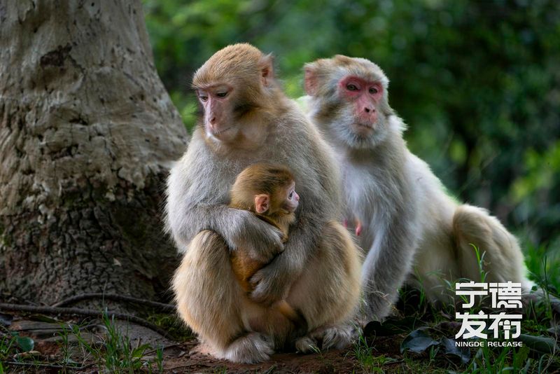 近期又有7只幼猴顺利降生并活跃于林间。这一景象不仅标志着当地野生动物保护工作取得显著成效，也为游客呈现了一幅人与自然和谐共生的生动画面。