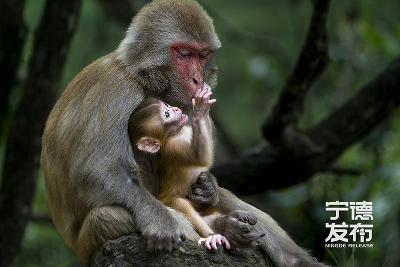 近期又有7只幼猴顺利降生并活跃于林间。这一景象不仅标志着当地野生动物保护工作取得显著成效，也为游客呈现了一幅人与自然和谐共生的生动画面。