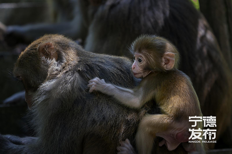 近期又有7只幼猴顺利降生并活跃于林间。这一景象不仅标志着当地野生动物保护工作取得显著成效，也为游客呈现了一幅人与自然和谐共生的生动画面。