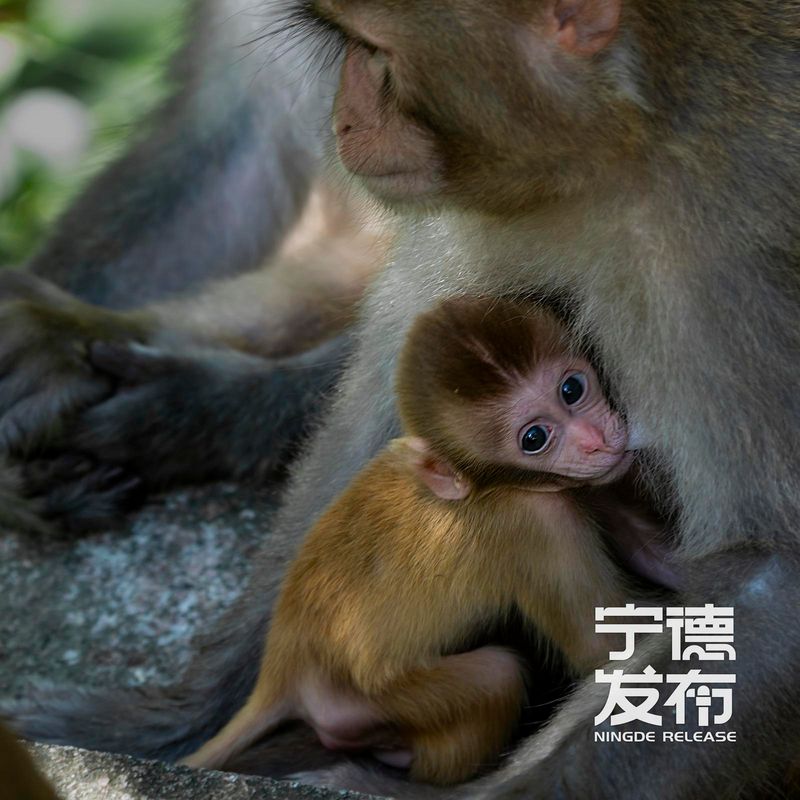 近期又有7只幼猴顺利降生并活跃于林间。这一景象不仅标志着当地野生动物保护工作取得显著成效，也为游客呈现了一幅人与自然和谐共生的生动画面。
