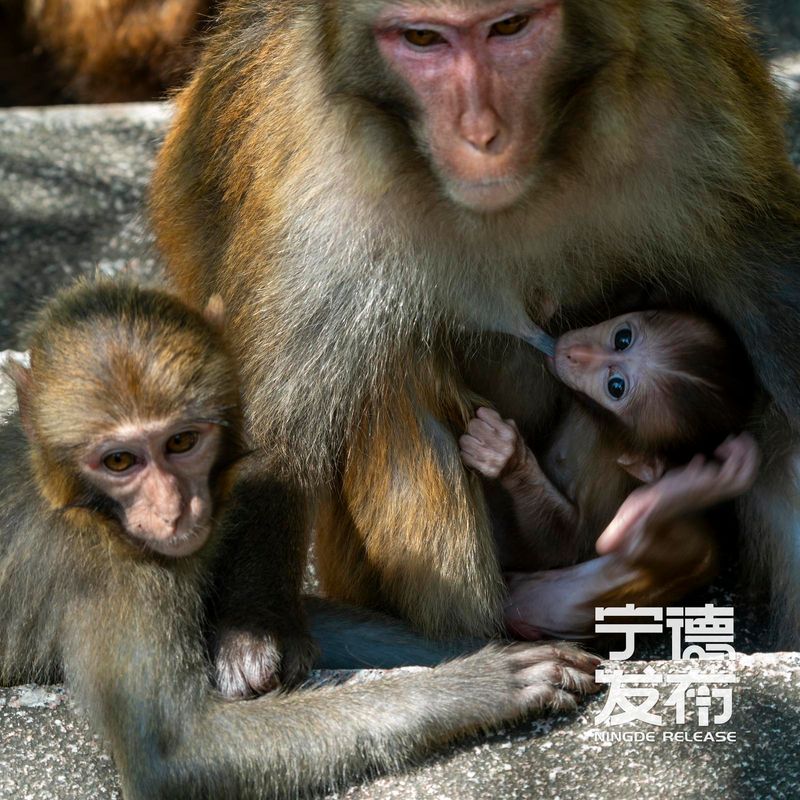 近期又有7只幼猴顺利降生并活跃于林间。这一景象不仅标志着当地野生动物保护工作取得显著成效，也为游客呈现了一幅人与自然和谐共生的生动画面。