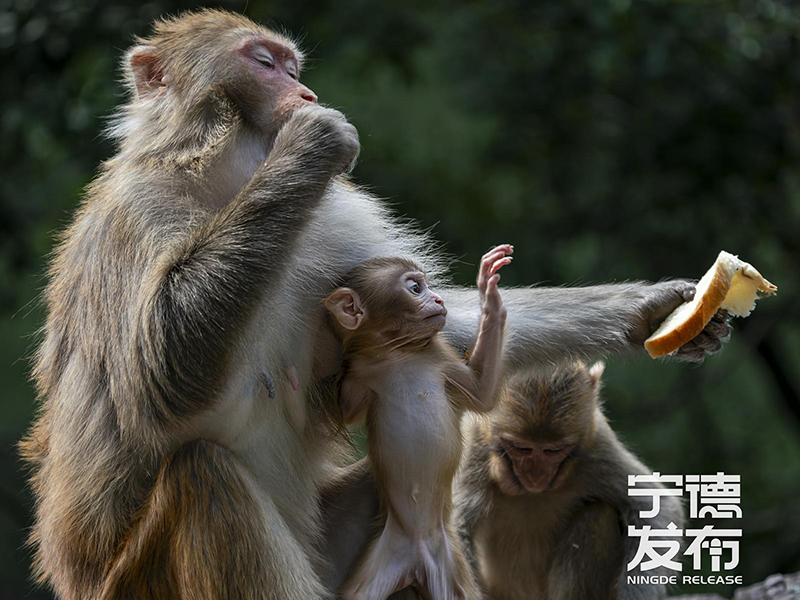近期又有7只幼猴顺利降生并活跃于林间。这一景象不仅标志着当地野生动物保护工作取得显著成效，也为游客呈现了一幅人与自然和谐共生的生动画面。