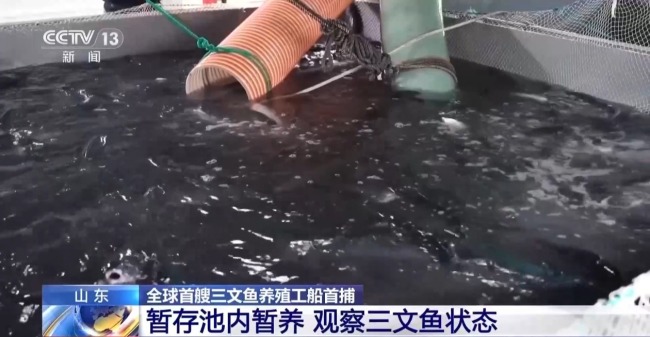 全球首艘三文鱼养殖工船苏海1号完成首捕 中国深远海工业化养殖开启新篇章
