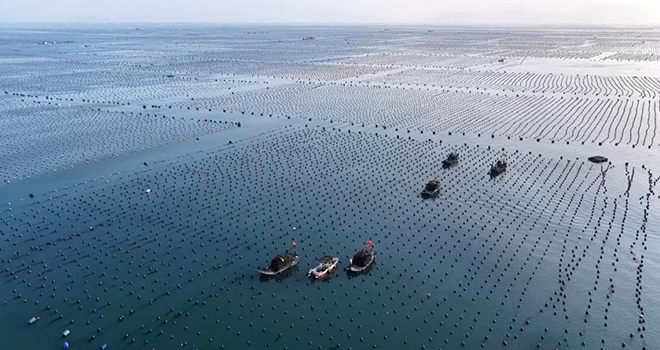 “鲍”单啦！霞浦这片“海上牧场”迎丰收