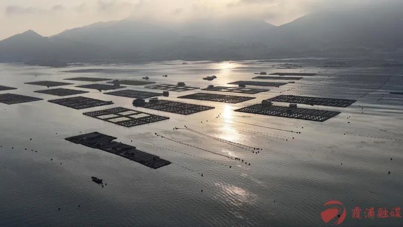 傍晚时分，霞浦县北壁乡上岐村海域，夕阳洒在海面上，一排排养殖浮球随波起伏。