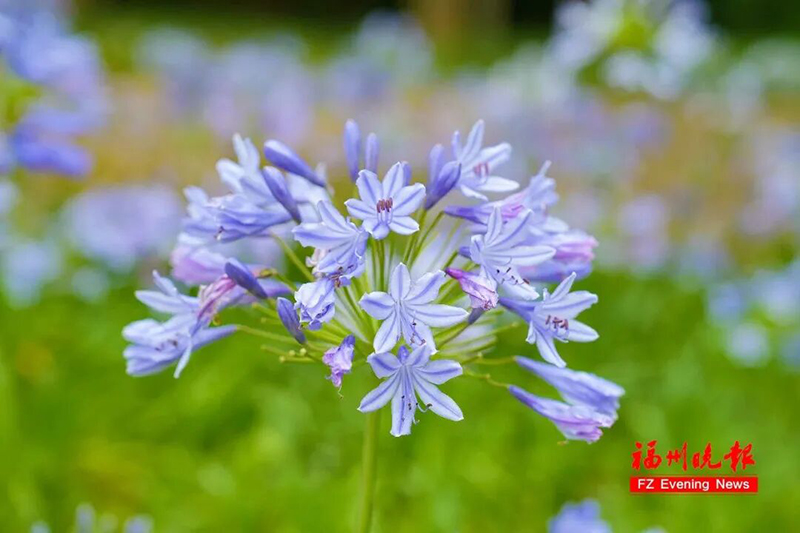 百子莲花蕾初绽时宛如烟花待放，盛开后又似风铃轻摇，兼具观赏性与艺术美感。记者 包华 摄