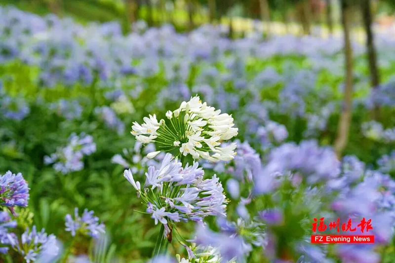 百子莲为石蒜科多年生草本植物，原产于南非，别名紫君子兰，也被称为“爱情花”。记者 包华 摄