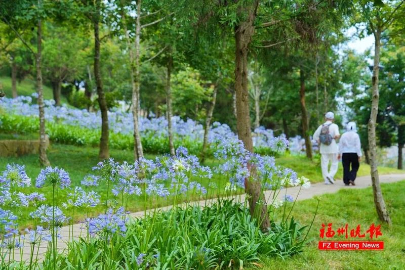 不少市民趁着晴好天气前来散步打卡，有人驻足拍照记录花海美景，有人沿花径缓步休闲，沉浸式感受林间花香与绿意。记者 包华 摄