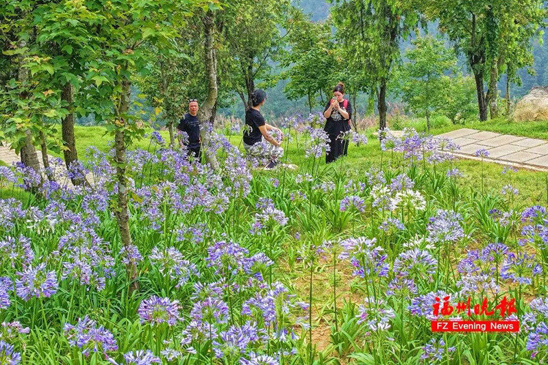 成片百子莲盛放，微风吹过，花枝轻轻摇曳，犹如一片流动的蓝紫色海洋。记者 包华 摄
