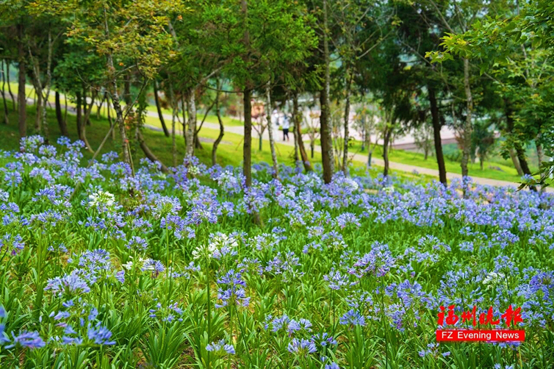 淡蓝紫花清新柔和，纯白色花素雅洁净，两种花色交织成片，顺着起伏的山势自然延伸。记者 包华 摄