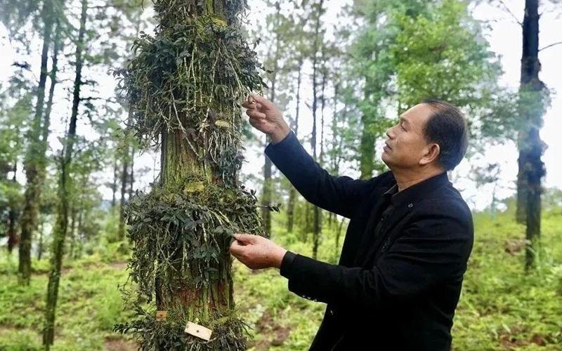 铁皮石斛长势良好，植株健壮。汤烨 摄