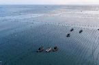 “鲍”单啦！霞浦这片“海上牧场”迎丰收