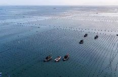 “鲍”单啦！霞浦这片“海上牧场”迎丰收