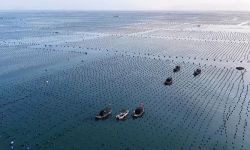“鲍”单啦！霞浦这片“海上牧场”迎丰收