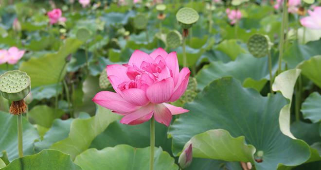 “荷” 我去赏花，在龙岩邂逅一池夏日清风