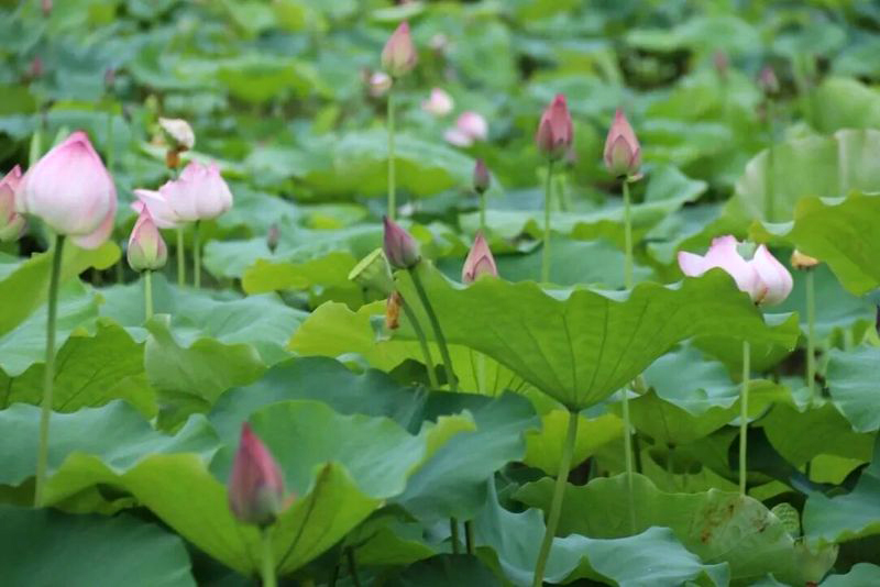 新罗・雁石黄庄村内百亩太空莲正值盛花期。