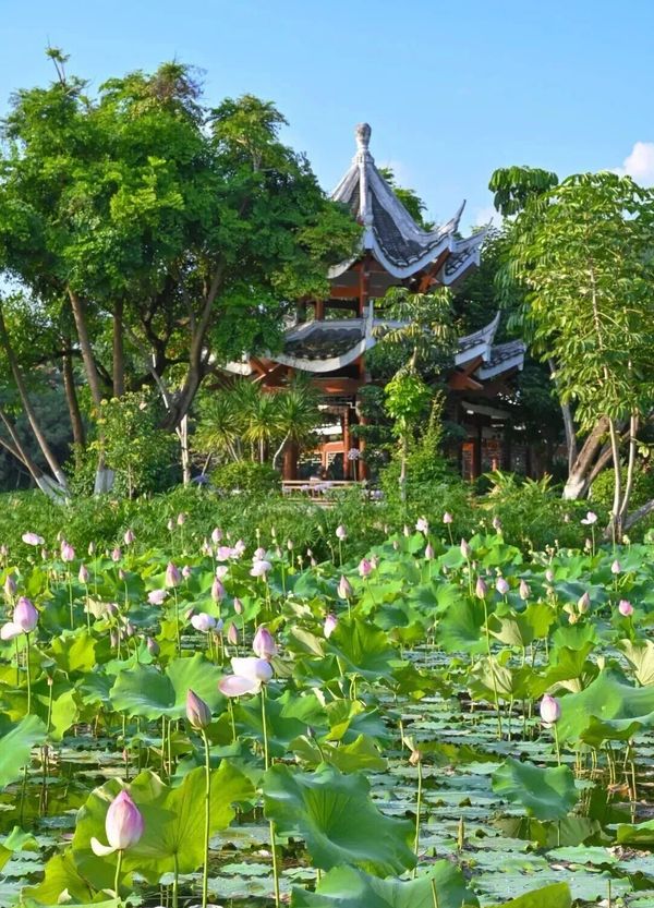 新罗・石锣鼓公园是藏在龙岩城市中心的“秘密荷塘”。