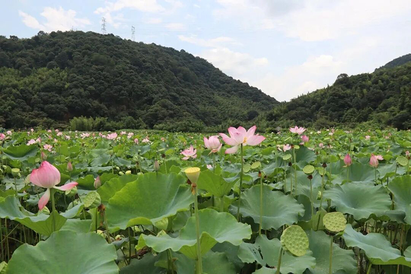 新罗・雁石黄庄村内百亩太空莲正值盛花期。
