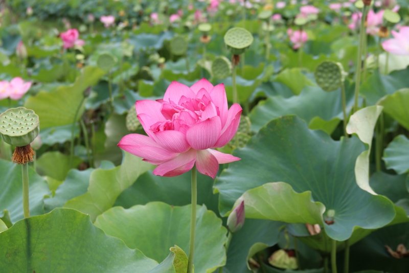 新罗・雁石黄庄村内百亩太空莲正值盛花期。