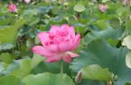 “荷” 我去赏花，在龙岩邂逅一池夏日清风