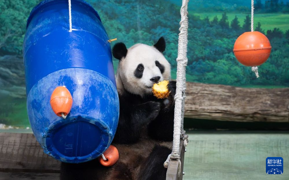 大熊猫“圆宝”台北庆生 太空主题派对汇聚祝福