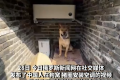 中国农民给猪圈装空调 欧洲网友破防
