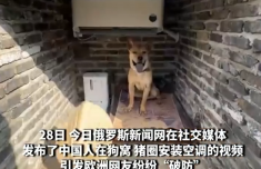 中国农民给猪圈装空调 欧洲网友破防
