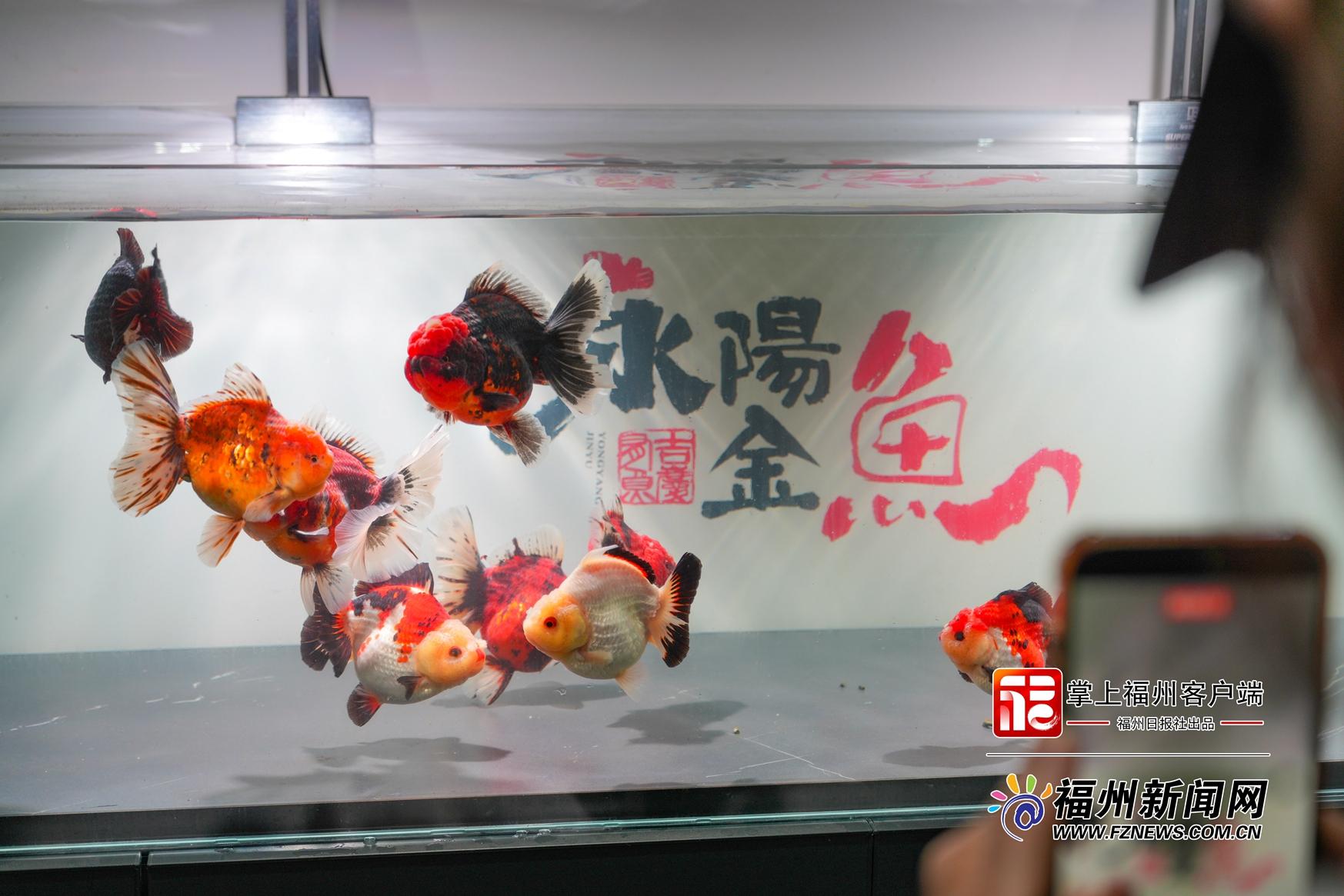 永泰县永阳金鱼基地三期动工在即