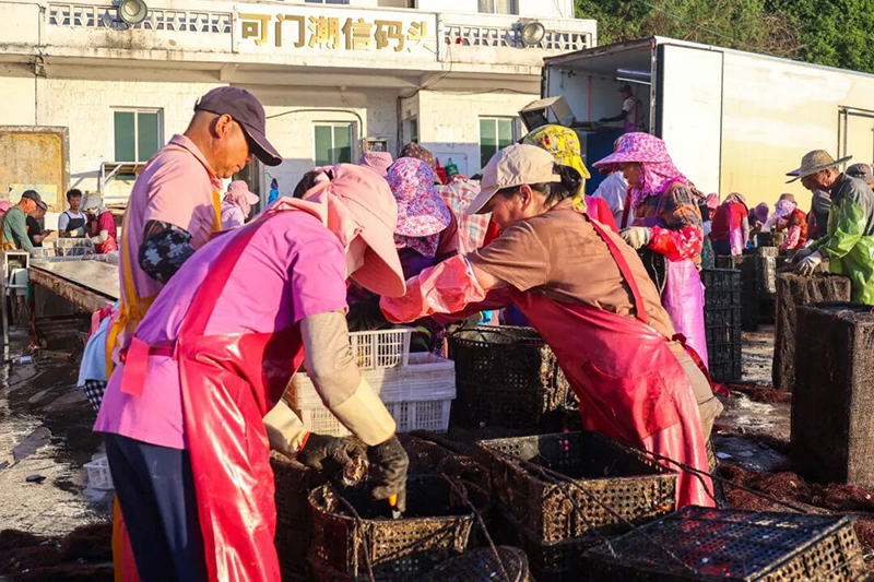 连江下宫镇5亿粒鲍鱼陆续上市，奔向千家万户的餐桌。