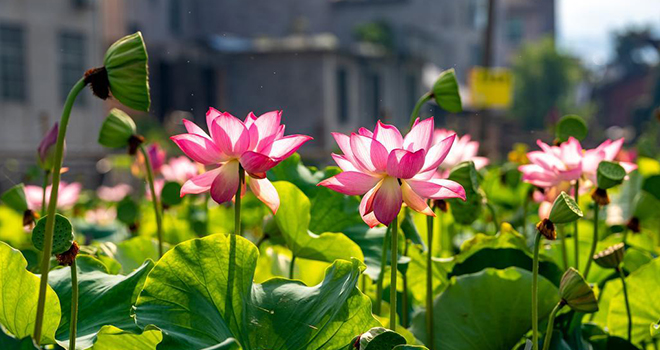 福建松溪:荷美大布村 福韵引客来