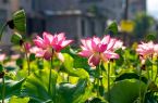 福建松溪：荷美大布村 福韵引客来